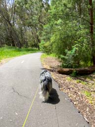 Happy pet cared for by Amy