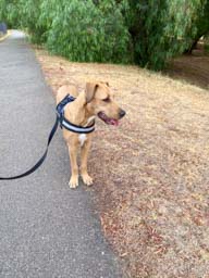 Happy pet cared for by Amy