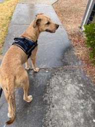 Happy pet cared for by Amy