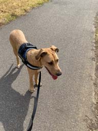 Happy pet cared for by Amy