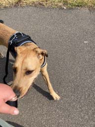 Happy pet cared for by Amy