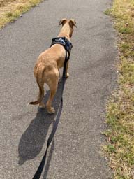 Happy pet cared for by Amy