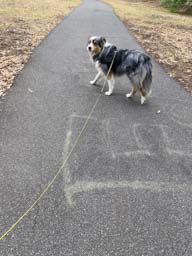 Happy pet cared for by Amy