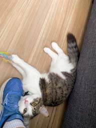 Happy pet cared for by Amy