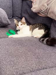 Happy pet cared for by Amy