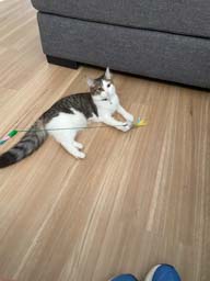 Happy pet cared for by Amy