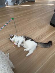 Happy pet cared for by Amy