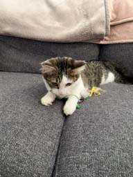 Happy pet cared for by Amy