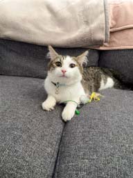 Happy pet cared for by Amy