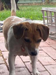 Happy pet cared for by Amy