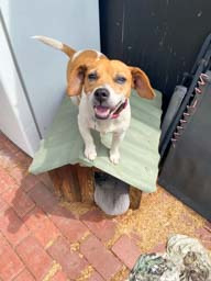 Happy pet cared for by Amy