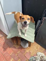 Happy pet cared for by Amy