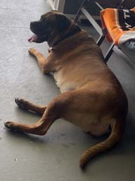 Happy pet cared for by Amy