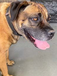 Happy pet cared for by Amy