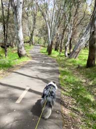 Happy pet cared for by Amy