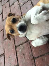 Happy pet cared for by Amy