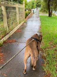 Happy pet cared for by Amy