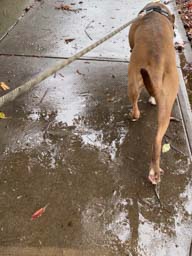 Happy pet cared for by Amy