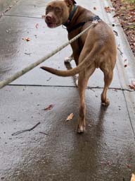 Happy pet cared for by Amy