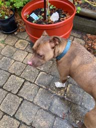 Happy pet cared for by Amy