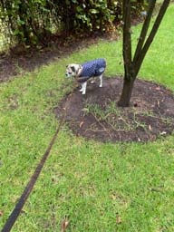 Happy pet cared for by Amy