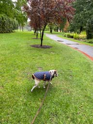 Happy pet cared for by Amy