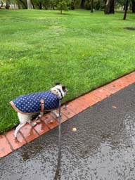 Happy pet cared for by Amy