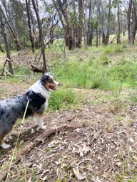 Happy pet cared for by Amy