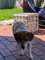 Happy pet cared for by Amy