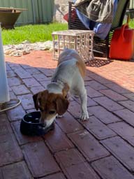 Happy pet cared for by Amy