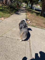 Happy pet cared for by Amy