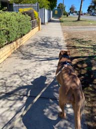 Happy pet cared for by Amy