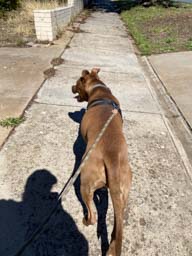 Happy pet cared for by Amy