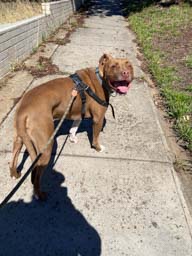 Happy pet cared for by Amy