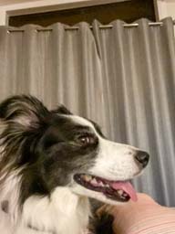 Happy pet cared for by Amy