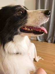 Happy pet cared for by Amy