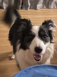 Happy pet cared for by Amy