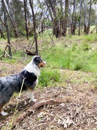 Happy pet cared for by Amy