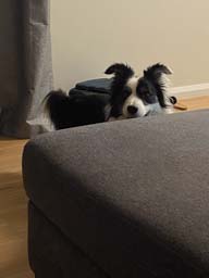 Happy pet cared for by Amy