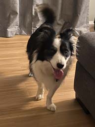 Happy pet cared for by Amy