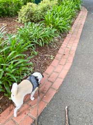 Happy pet cared for by Amy