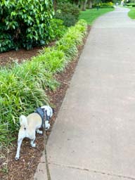 Happy pet cared for by Amy