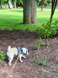 Happy pet cared for by Amy