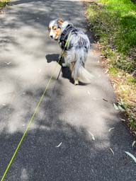 Happy pet cared for by Amy