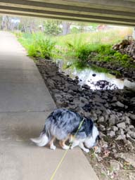 Happy pet cared for by Amy