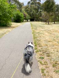 Happy pet cared for by Amy