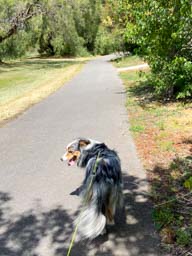 Happy pet cared for by Amy