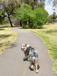 Happy pet cared for by Amy