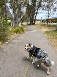 Happy pet cared for by Amy