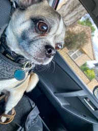 Happy pet cared for by Amy